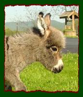 Gray Jack w/star miniature donkey for sale, Shorecrest's Jesse James (9037 bytes)