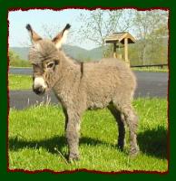 Gray Jack w/star miniature donkey for sale, Shorecrest's Jesse James (9993 bytes)