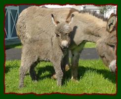 Gray Jack w/star miniature donkey for sale, Shorecrest's Jesse James (11,554 bytes)