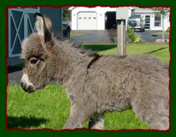 Gray Jack w/star miniature donkey for sale, Shorecrest's Jesse James (12,019 bytes)