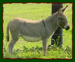 Miniature Donkey Brood Jennet, Hickory Hills Jessica (15,991 bytes)