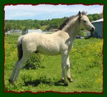 Welsh Shetland Pony Colt For Sale (12,648 bytes)