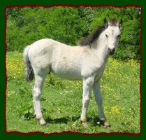 Welsh Shetland Pony Colt For Sale (12,928 bytes)