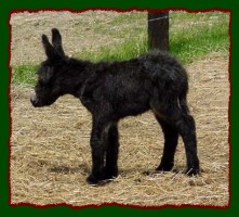 Miniature Donkey, Shorecrest's Pretty Morgan (17,990 bytes)