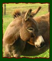 Miniature Donkey Brood Jennet, SNS Murphy Brown (7796 bytes)