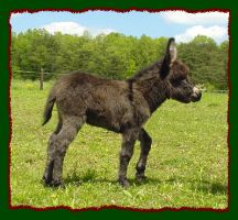 Brown miniature donkey jennet foal for sale, Shorecrest's Cocoa Pebbles (12,565 bytes)