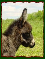 Brown miniature donkey jennet foal for sale, Shorecrest's Cocoa Pebbles (8938 bytes)