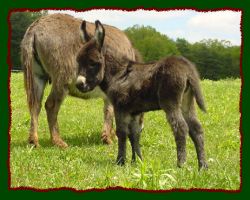 Brown miniature donkey jennet foal for sale, Shorecrest's Cocoa Pebbles (14,240 bytes)