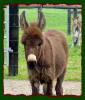 Brown miniature donkey jennet foal for sale, Shorecrest's Cocoa Pebbles (9997 bytes)