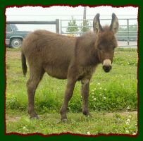 Brown miniature donkey jennet foal for sale, Shorecrest's Cocoa Pebbles (11,345 bytes)