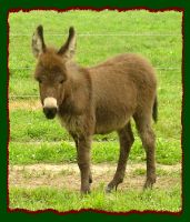 Brown miniature donkey jennet foal for sale, Shorecrest's Cocoa Pebbles (10,153 bytes)