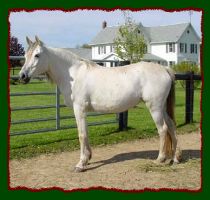 Arabian mare for sale, Shorecrest Monriki (11,023 bytes)