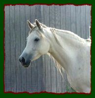Arabian mare for sale, Shorecrest Monriki (8270 bytes)