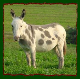 Miniature Donkey Brood Jennet, HAA Shania Twain (11,442 bytes)