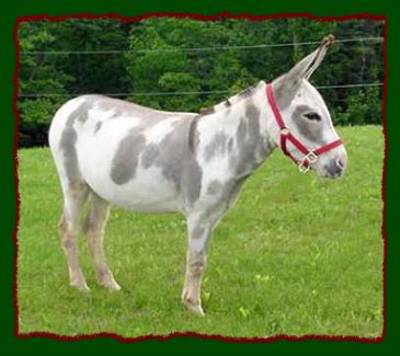Miniature Donkey Brood Jennet, HAA Shania Twain (113,488 bytes)