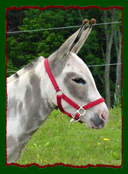 Miniature Donkey Brood Jennet, HAA Shania Twain (9727 bytes)