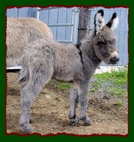Miniature Donkey, Shorecrests Silverado (12,807 bytes)