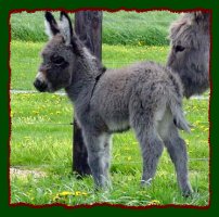 Miniature Donkey, Shorecrests Silverado (13,734 bytes)