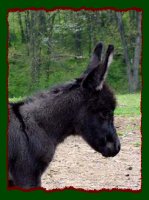 Smoky black miniature donkey for sale, Shorecrest's Doctor Pepper (8967 bytes)