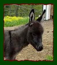Smoky black miniature donkey for sale, Shorecrest's Doctor Pepper (10,991 bytes)