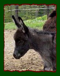 Smoky black miniature donkey for sale, Shorecrest's Doctor Pepper (16,043 bytes)
