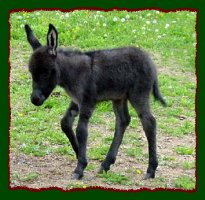 Smoky black miniature donkey for sale, Shorecrest's Doctor Pepper (15,000 bytes)