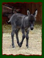 Smoky black miniature donkey for sale, Shorecrest's Doctor Pepper (9237 bytes)