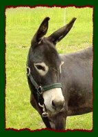 Miniature Donkey Brood Jennet, Half Ass Acres Whoopie (9189 bytes)
