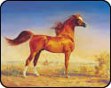 Arabian Horse American (3553 bytes)